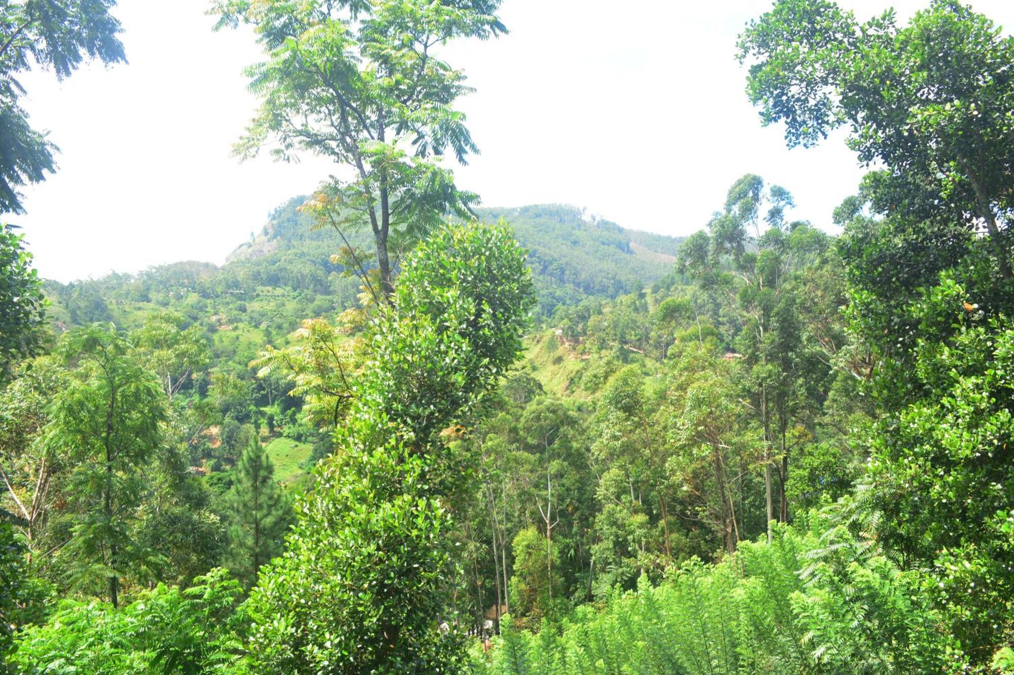 Racy Nature Cottage إيلا المظهر الخارجي الصورة